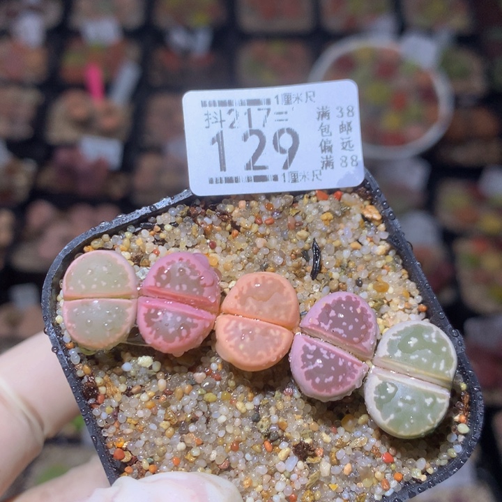 精品生石花217.129