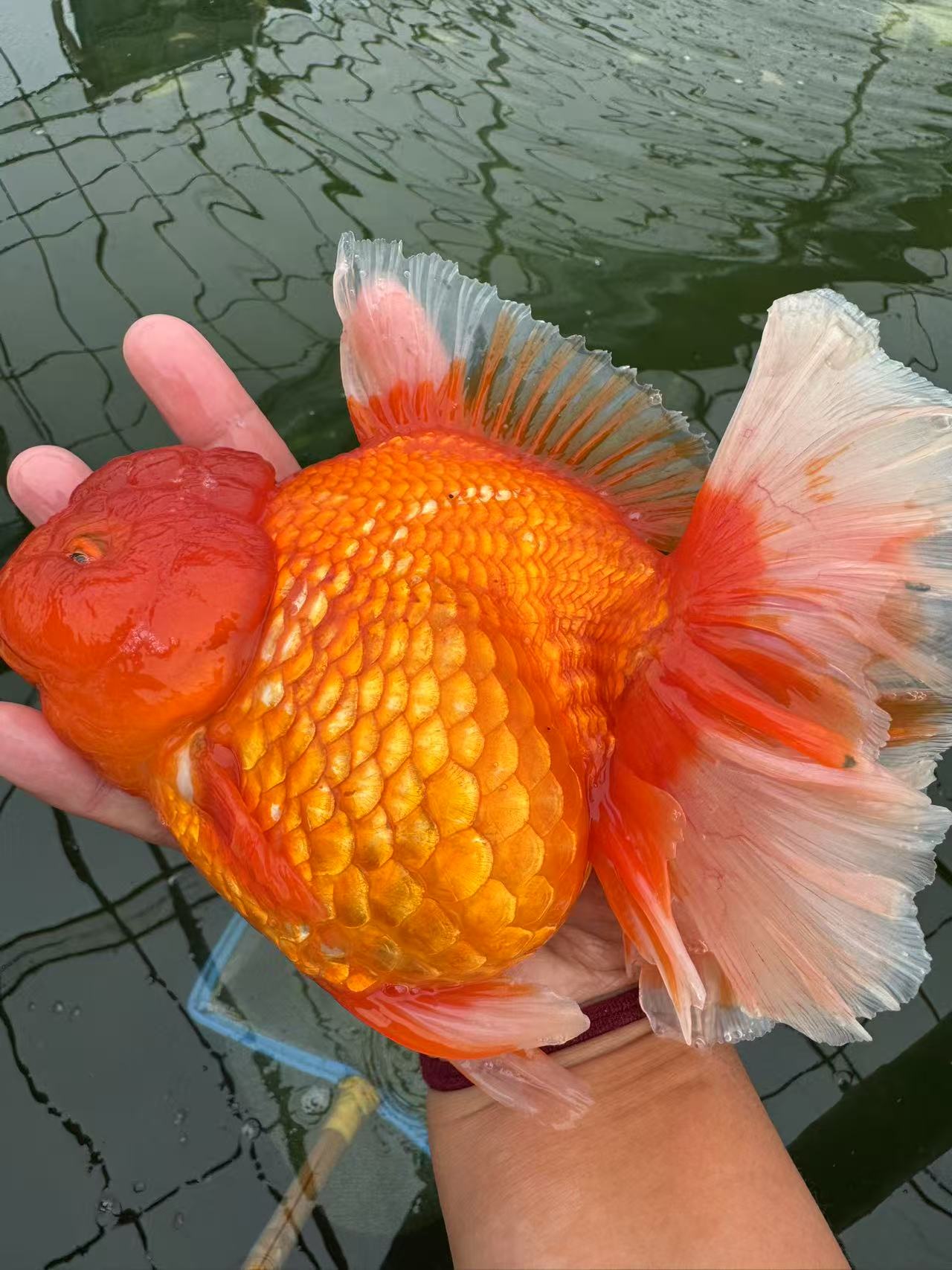 精品泰狮金鱼，短尾将军泰狮，以直播间为准（收货拍完整开箱视频）