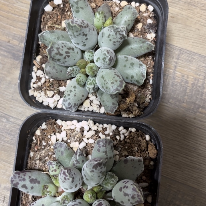 *****可爱多肉嘟嘟海豹019