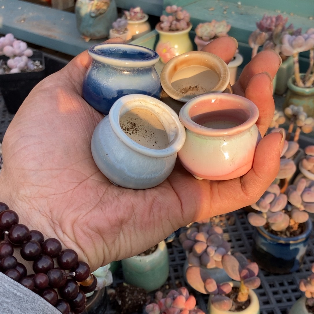 羚***主盆盆，4个带盆发货发货