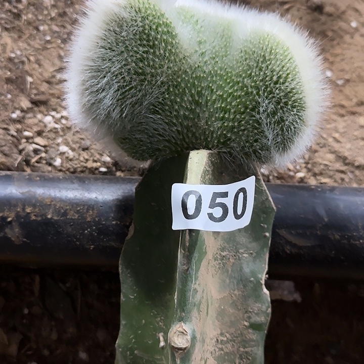 宝***）无花朵嫁接九尾狐缀050