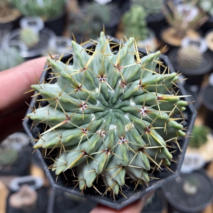 实生白狮子32号6.2cm