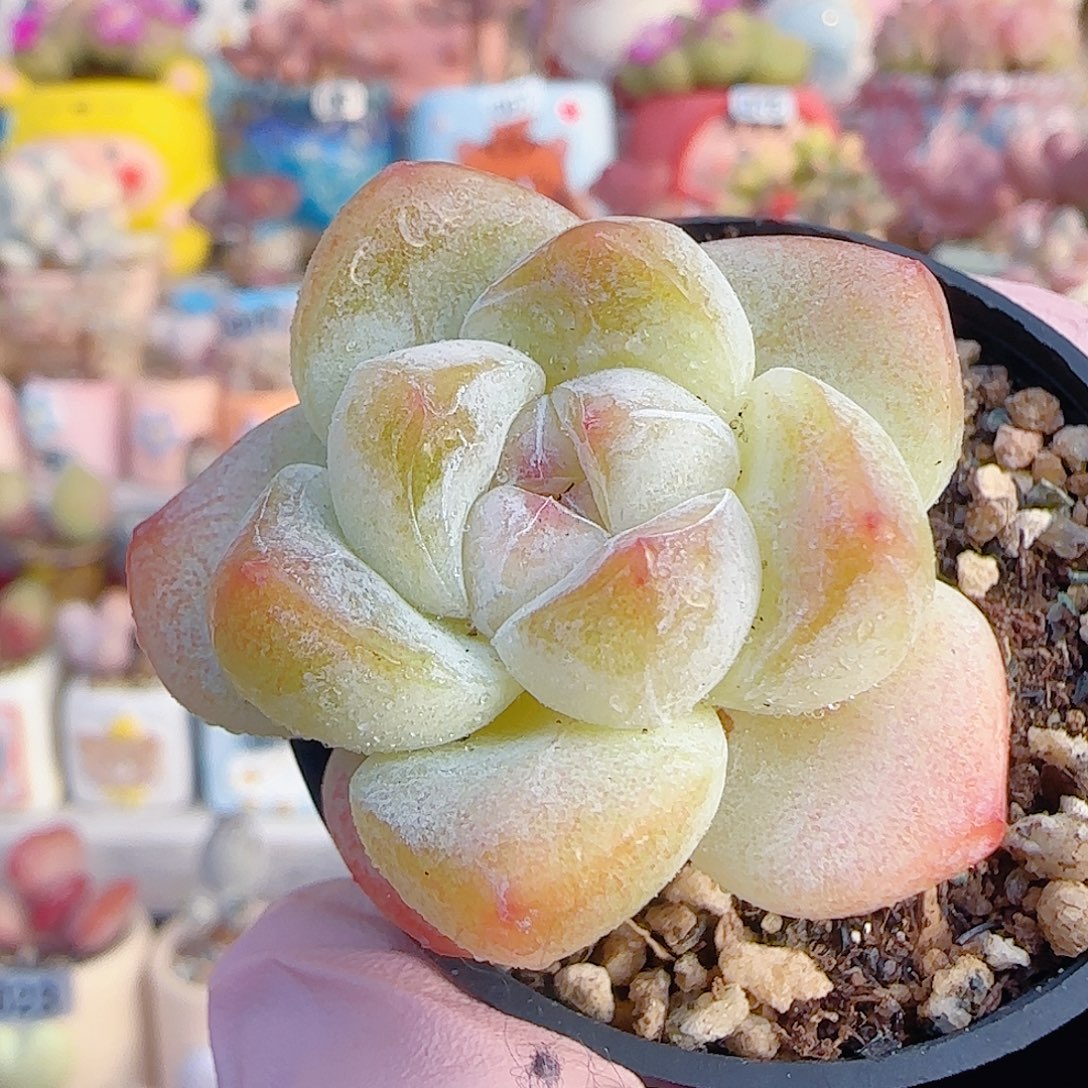 L 奶油冰玉 盆口4cm