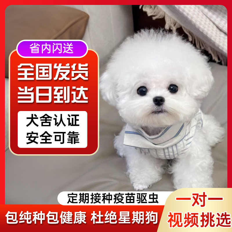 纯种比熊幼犬茶杯犬小型犬不掉毛小体宠物活体 杨权 599