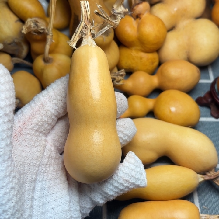 ～****葫芦花嘴66666666666