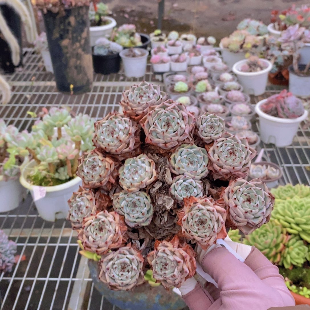 9849裟罗姬牡丹一物一拍