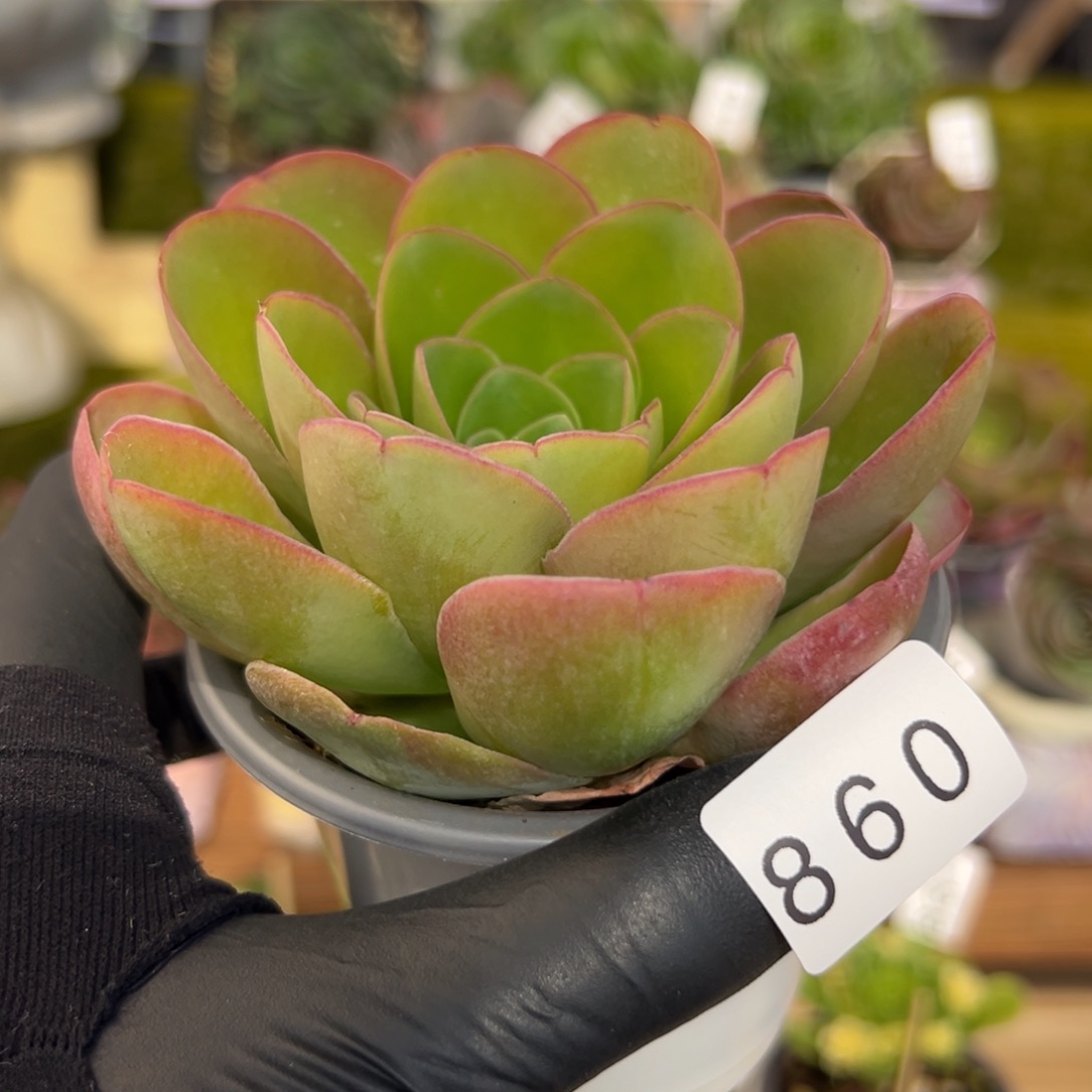 860酒杯边线优选8厘米