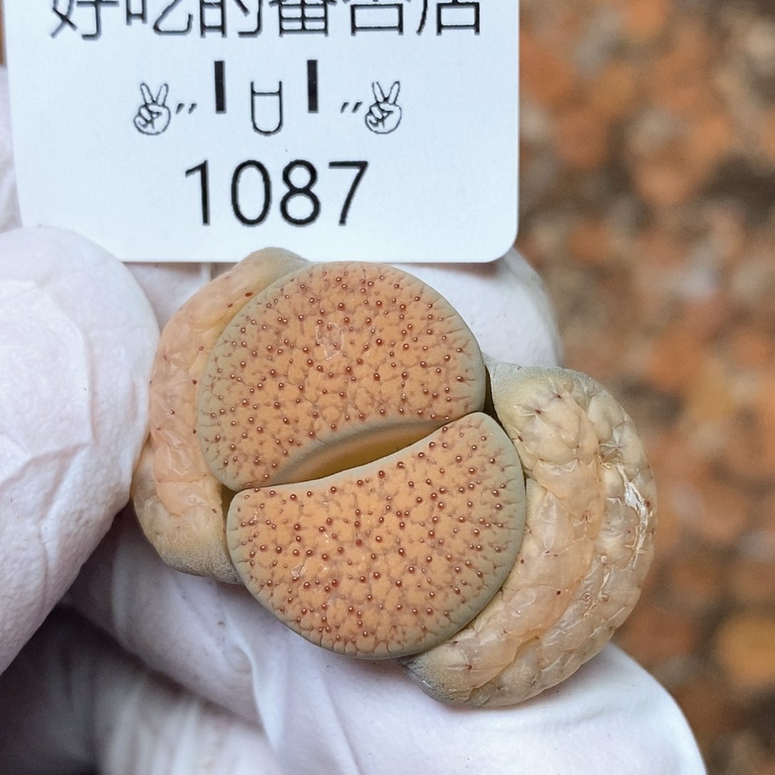 1087。零下拍保温。