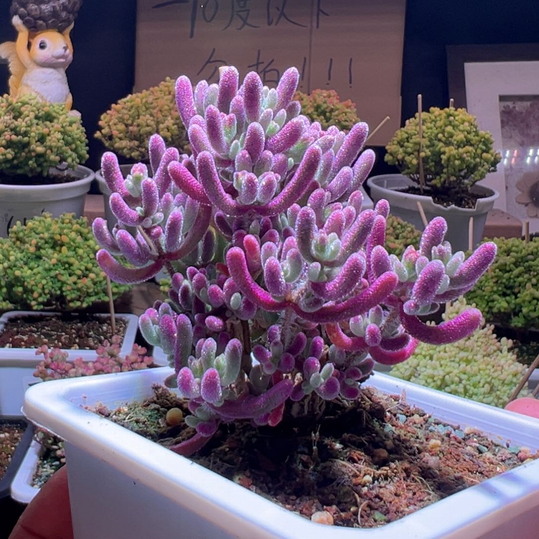 365紫闪光一物一拍包开箱