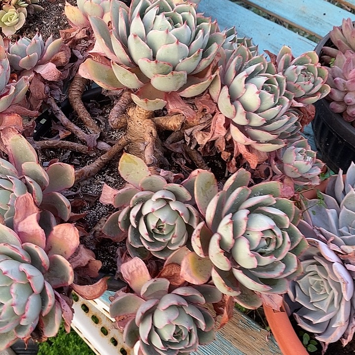 赫拉多头群生元旦福利