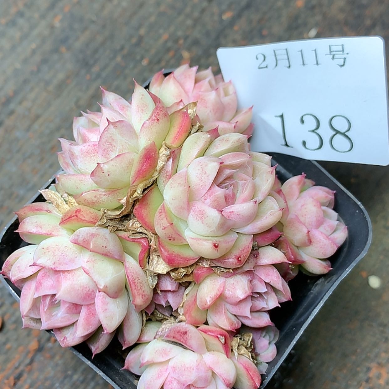 【闪购商品】云138