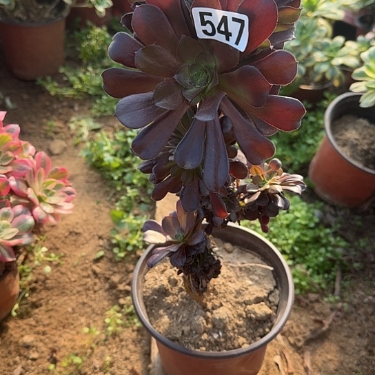 ****睛无花朵坠化547号不包断枝