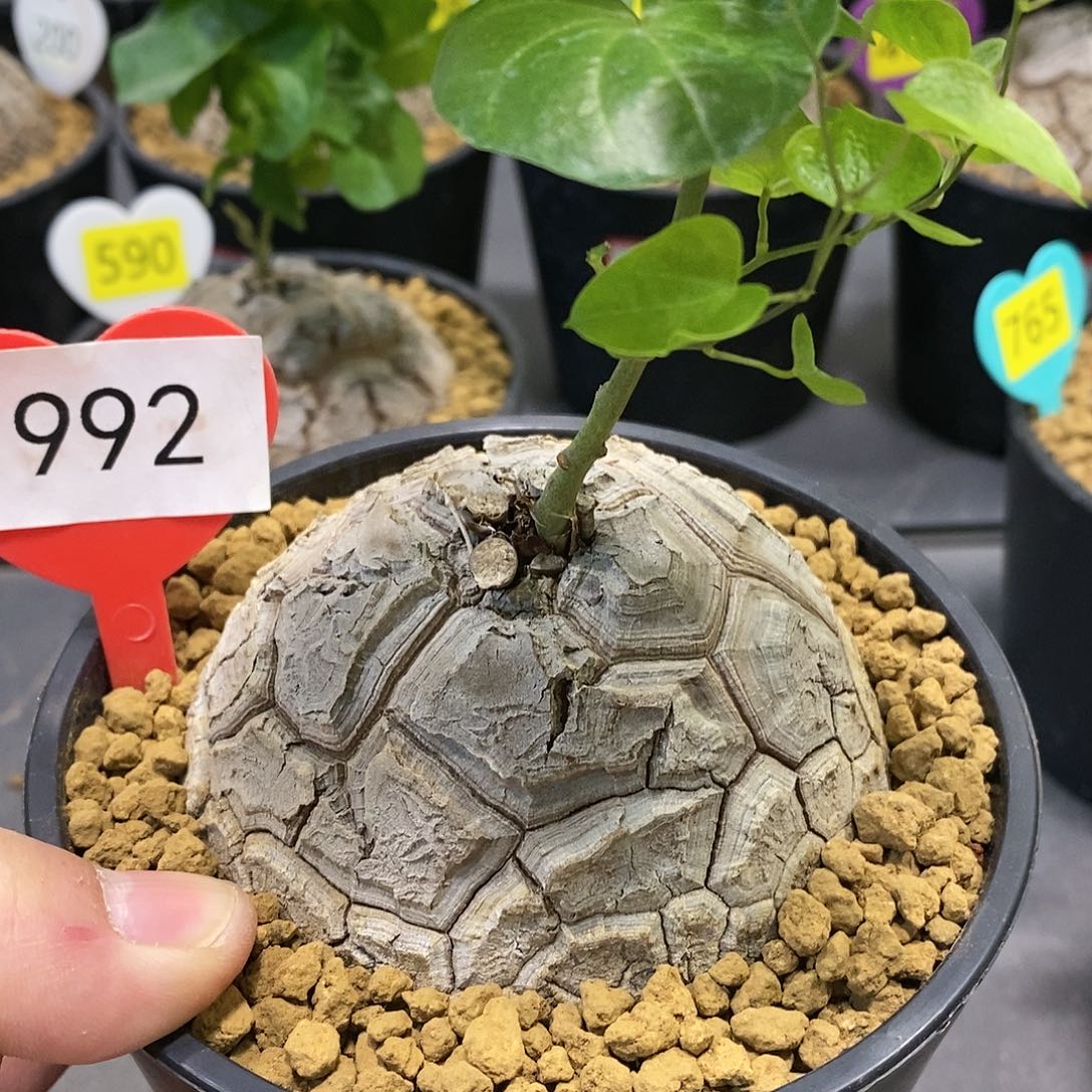 南非龟甲龙龟甲龙