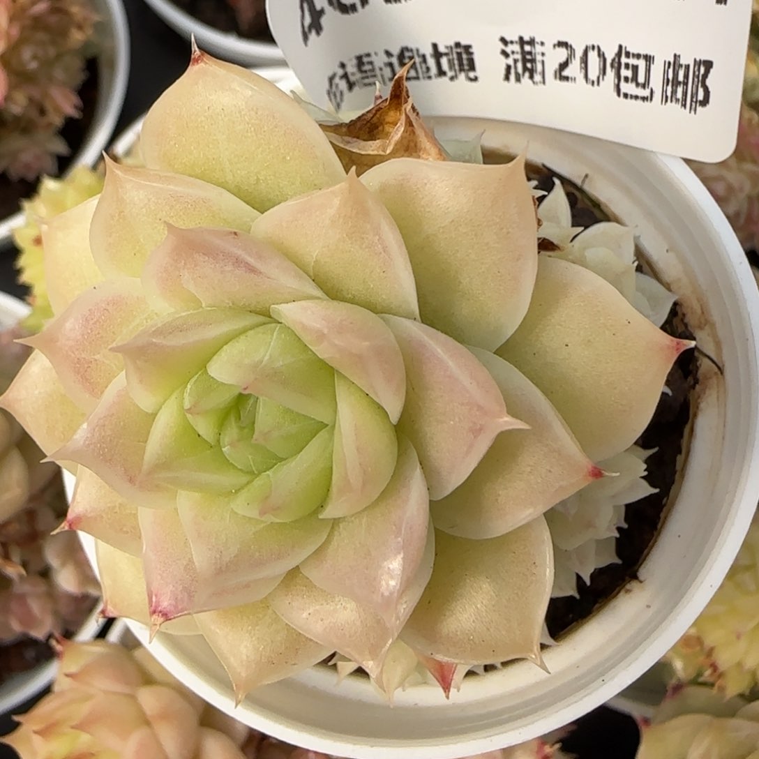 花语逸境0217-463散