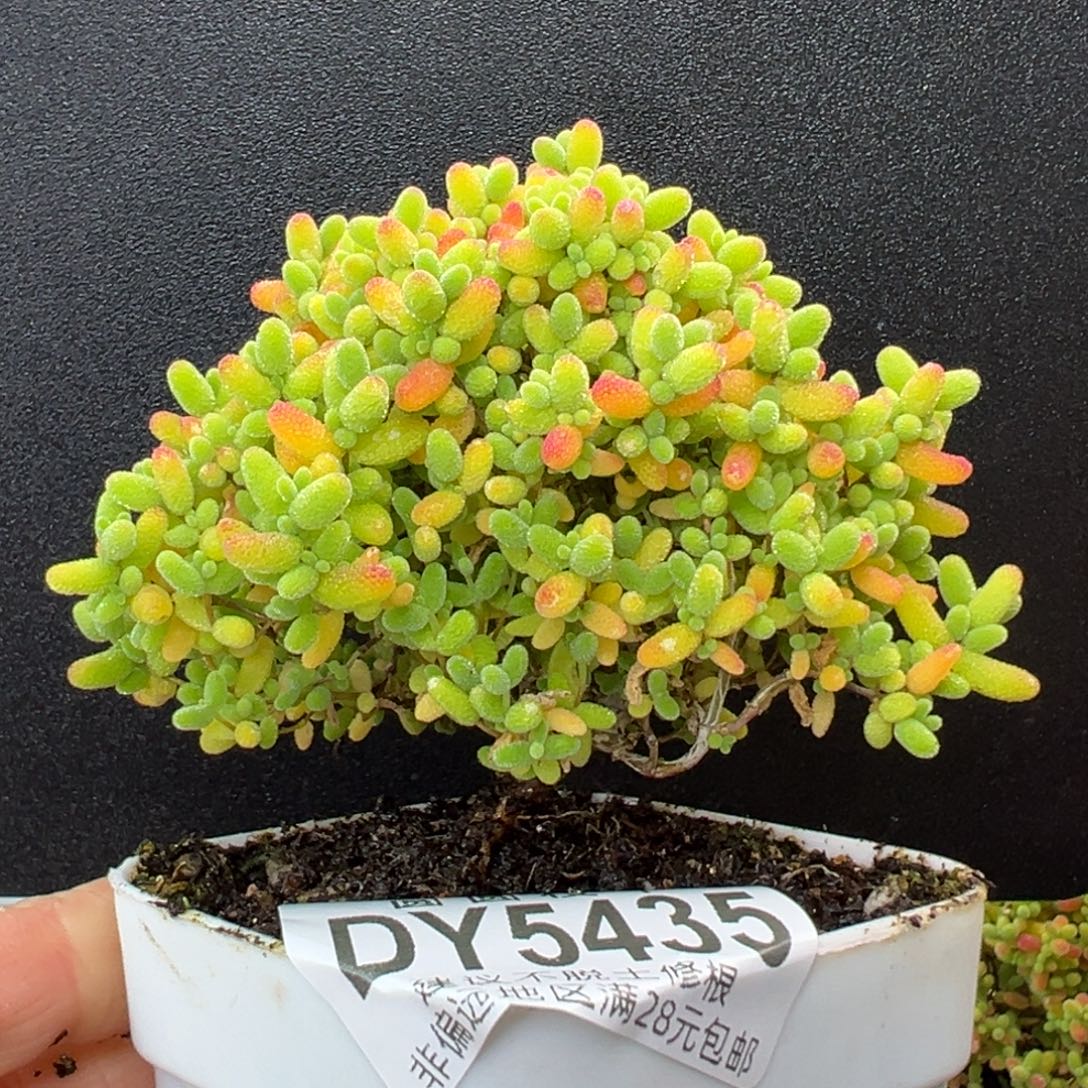 dy5435飘桩矮松树精控蜜橘糖球冠幅8.5cm