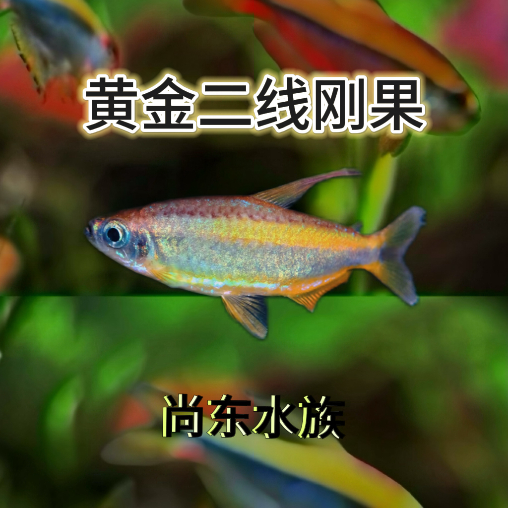 【尚东水族】黄金二线刚果