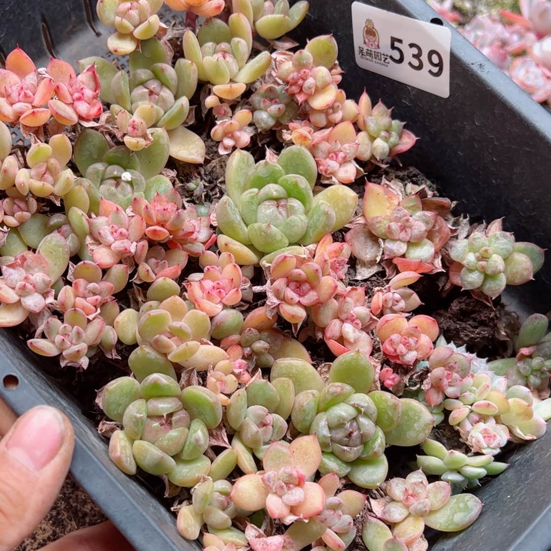 无**刻多肉植物多肉植物