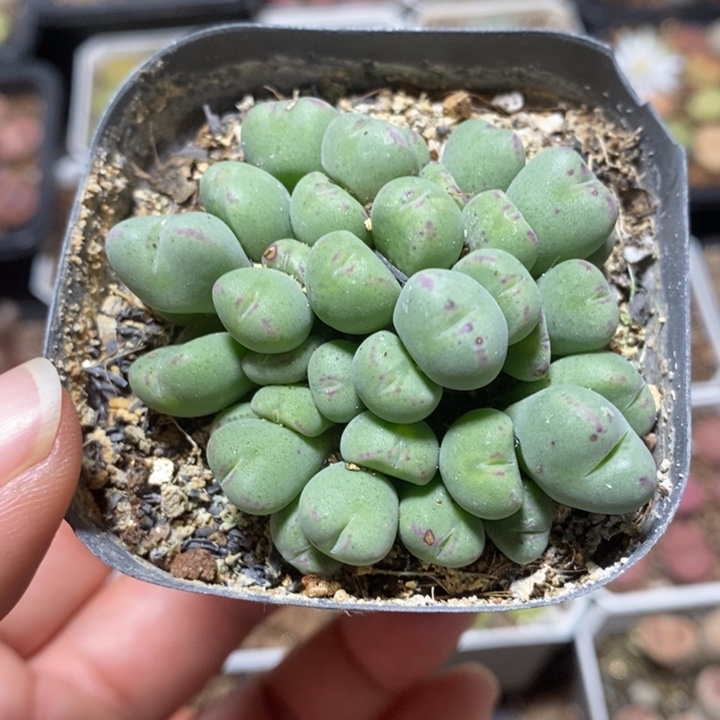 优选小熊猫42头特价