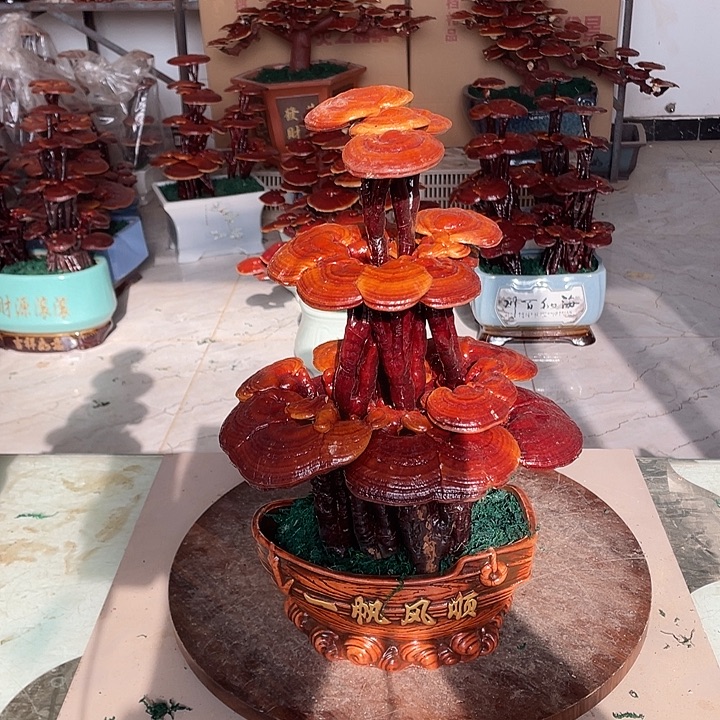 完全开放招财进宝招福纳财灵芝盆景