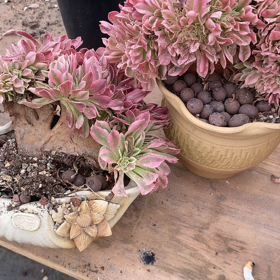 @****法师缀化2盆多肉植物脱土