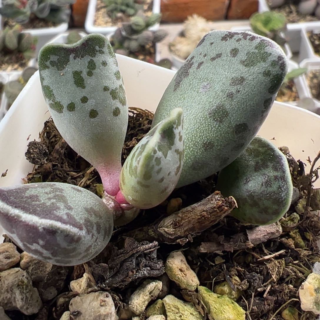 猫耳海豹单头纯木质桩多肉植物