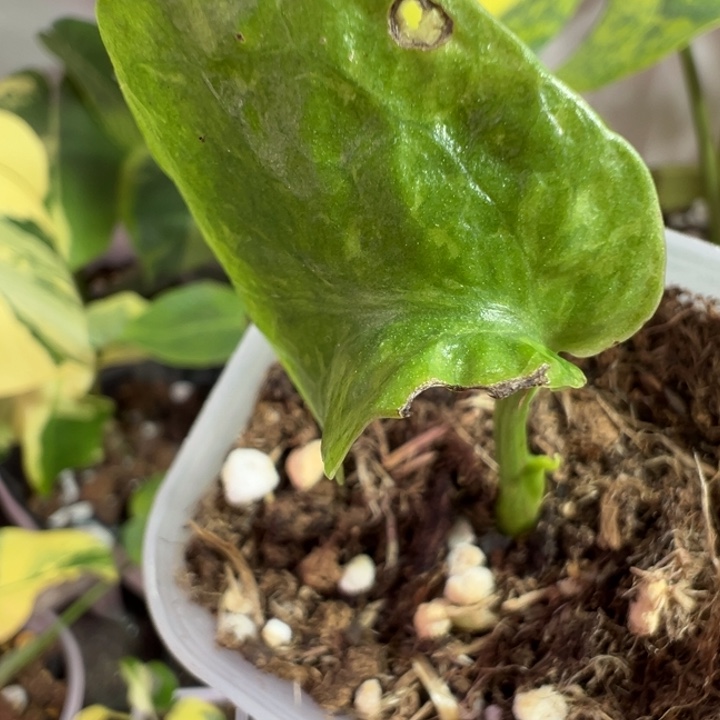 军***完全开放龟背竹种苗