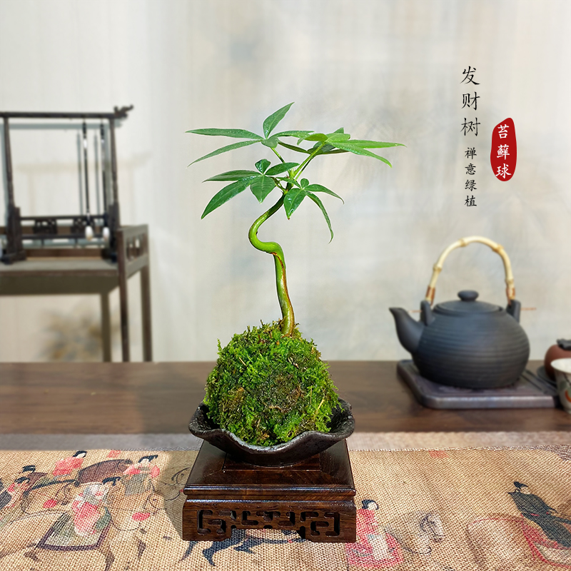 【宏展】一直发球发财树四季常青办公桌绿植茶室室内室内绿植茶室
