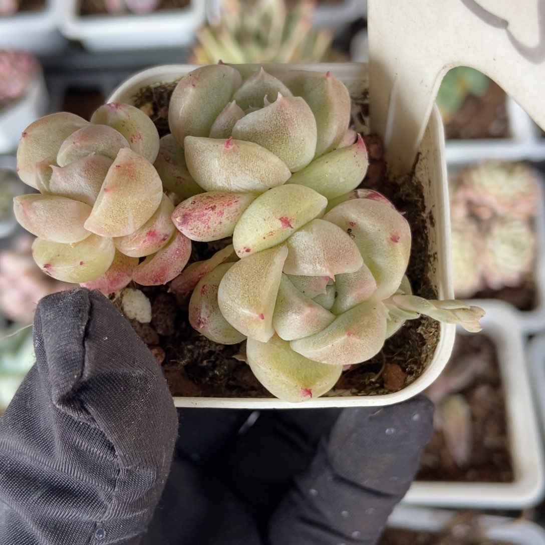 1025二八石化多肉植物保护