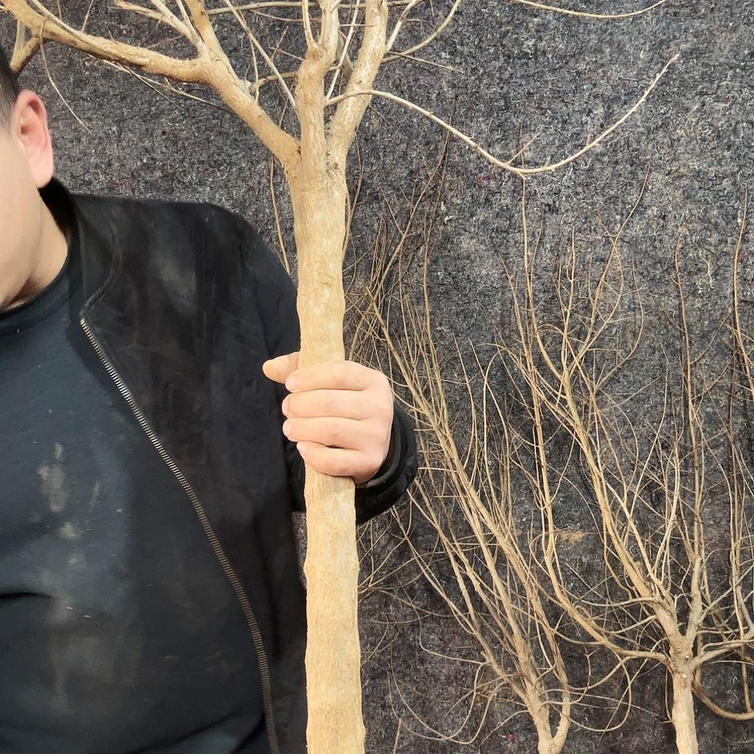 完全开放石榴树苗