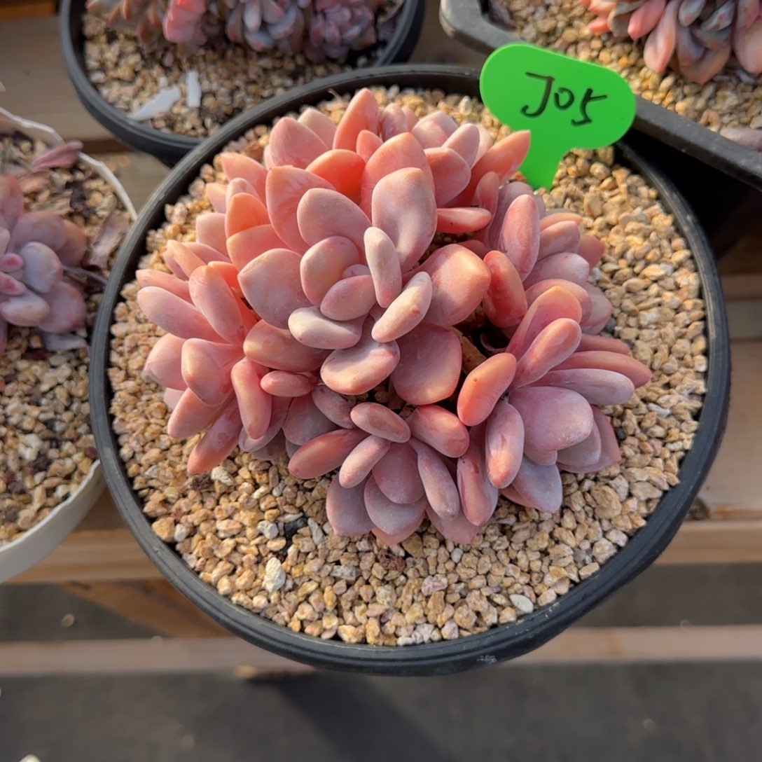 我***育J05粉兔啊啊啊啊啊