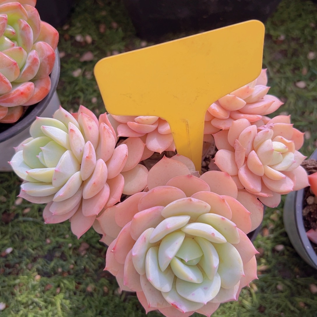 香玉的故事是一个人的故事吗