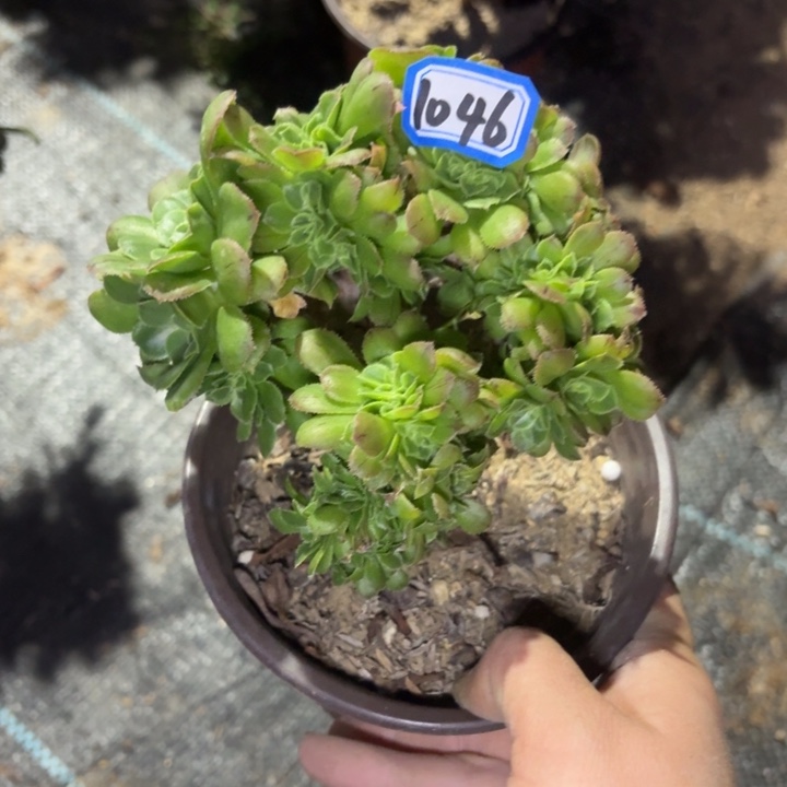 小叶缀1046法师多肉