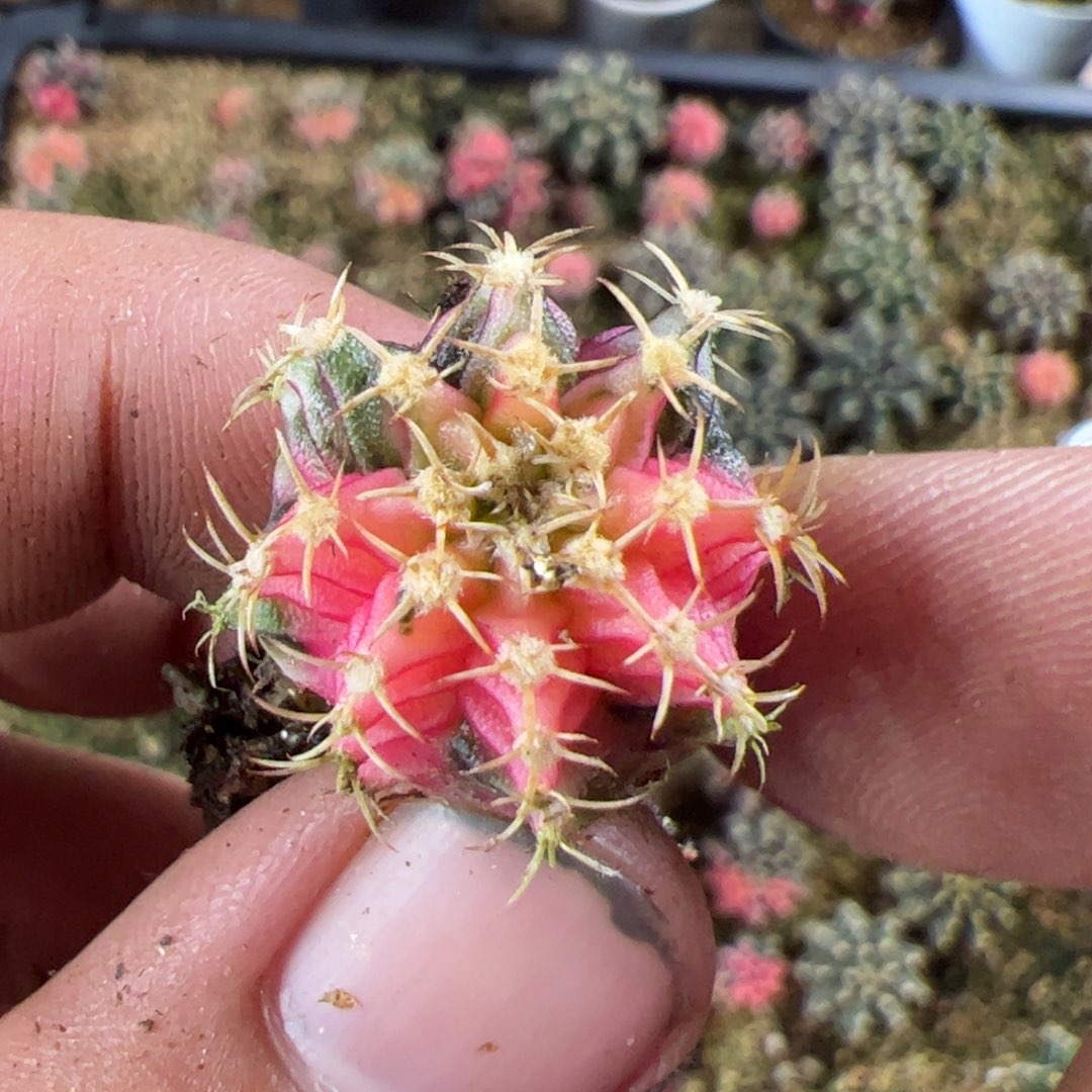 当前无花栽培后可以开花937