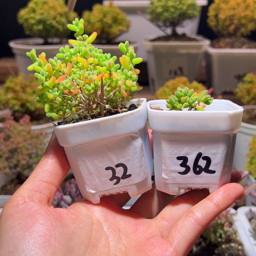 繁***9组合一物一拍带盆土发货