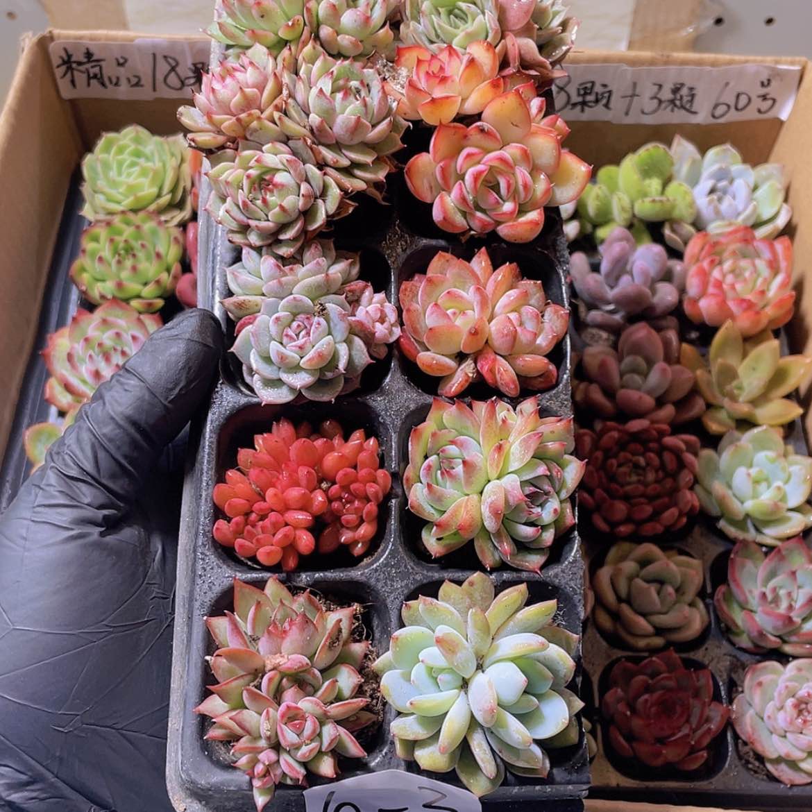 【闪购商品】10颗-3