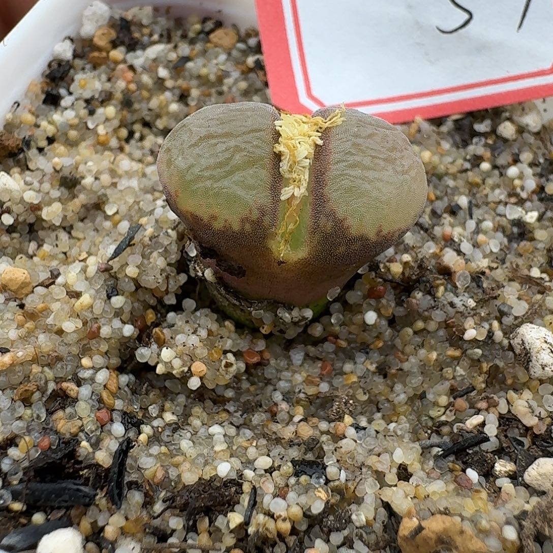 57多肉哈哈哈哈哈哈哈