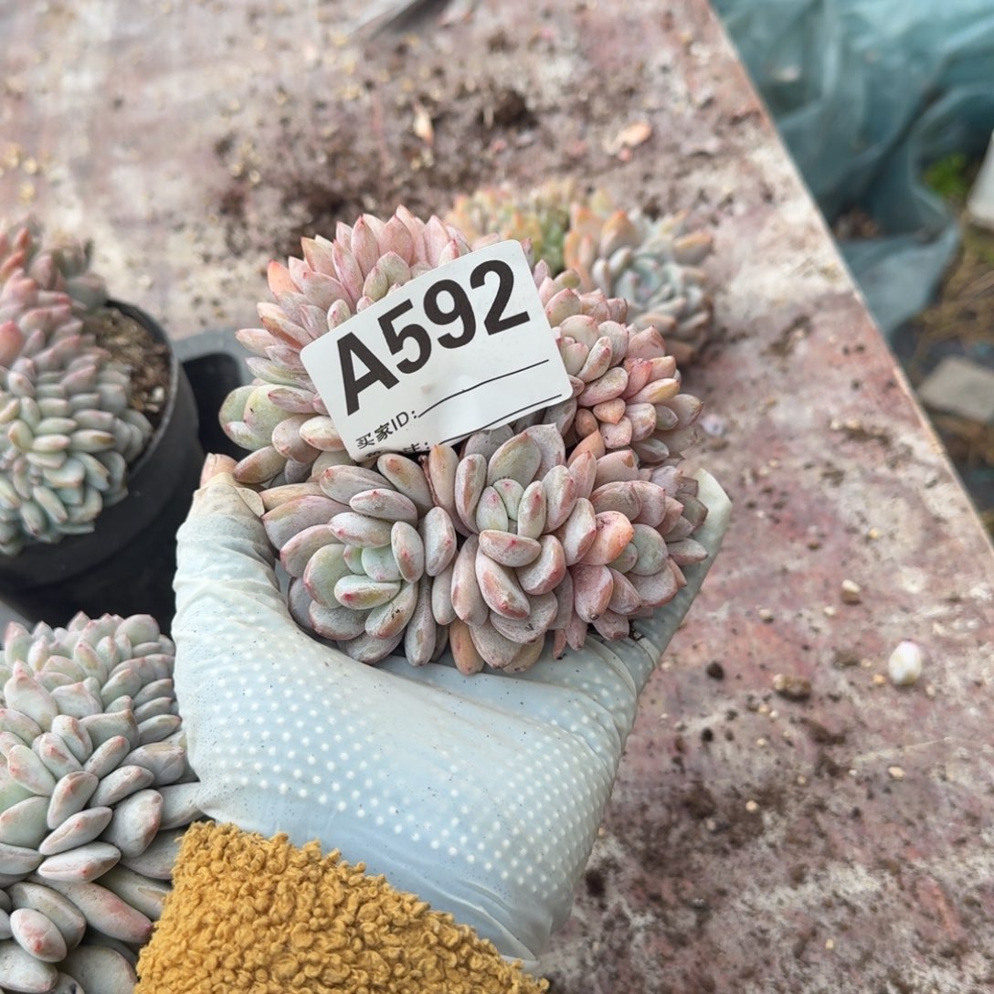 -****～呀呀呀呀呀呀呀呀