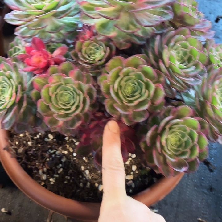 多肉植物万花筒031