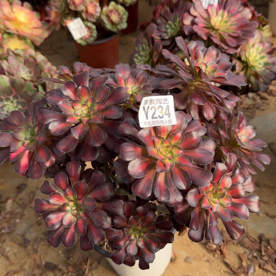 234晚霞官服25左右2