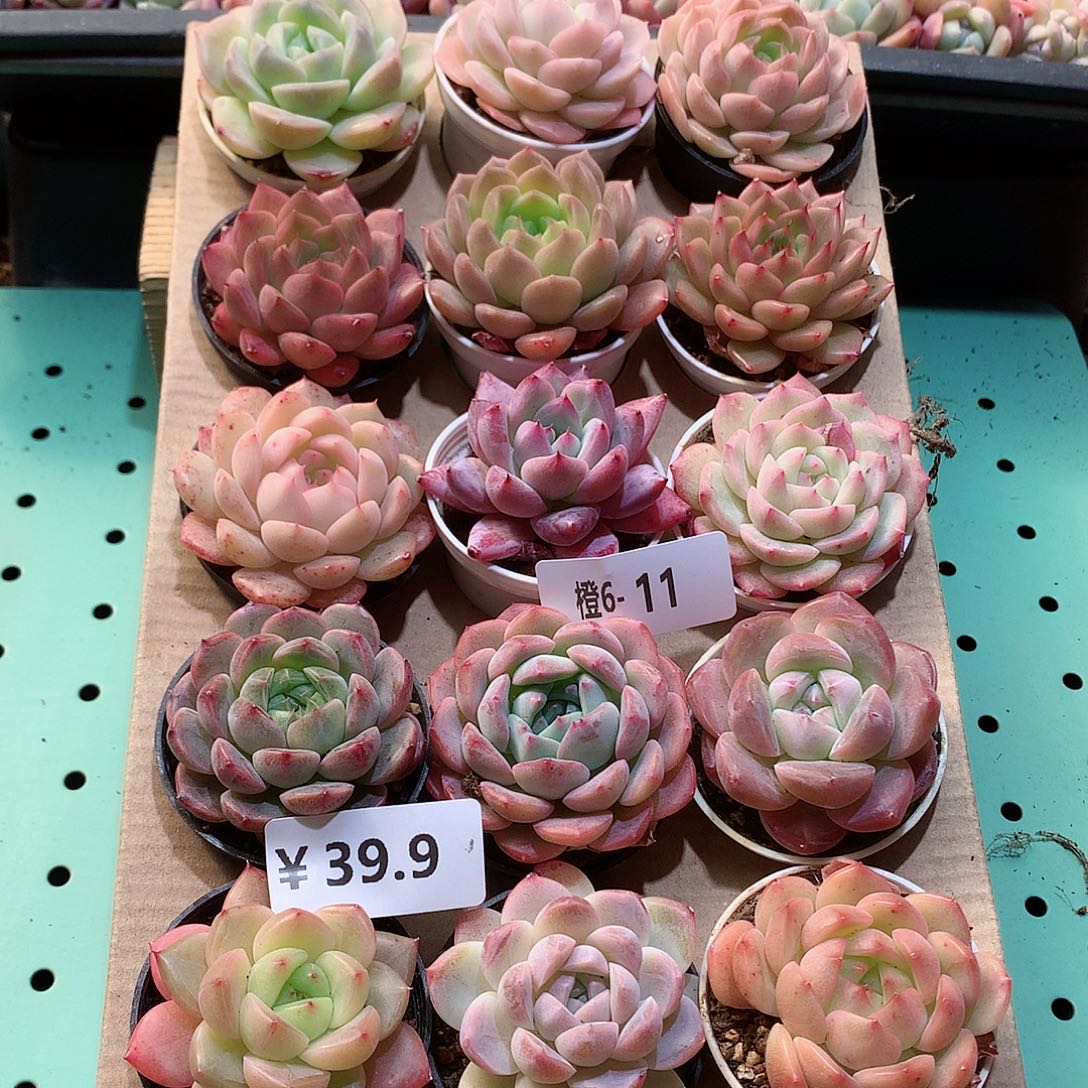 6-11一物一拍带盆18颗