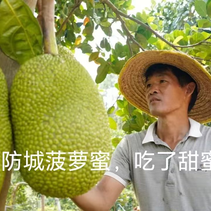 防城那梭镇红肉泰八，卷十二菠萝蜜，香，甜，脆，