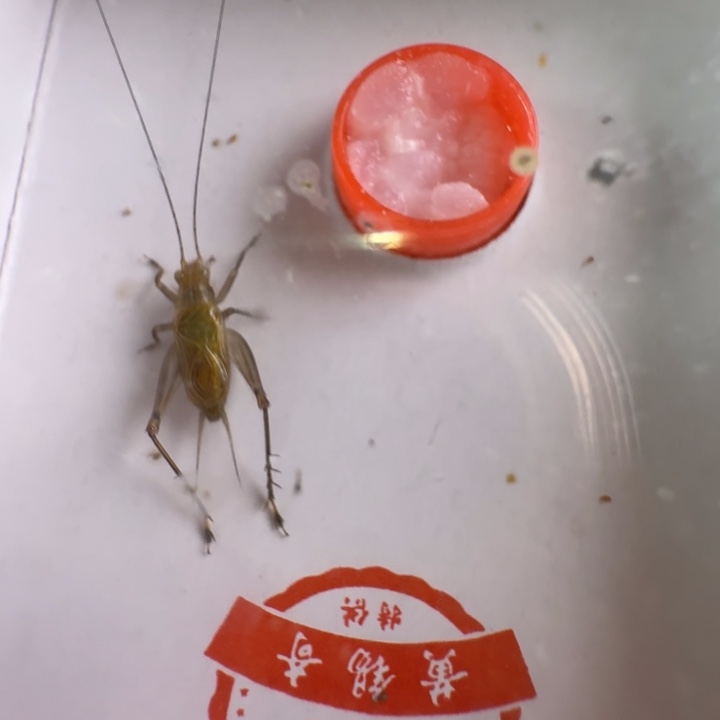 漂亮b一只大黄龄合适