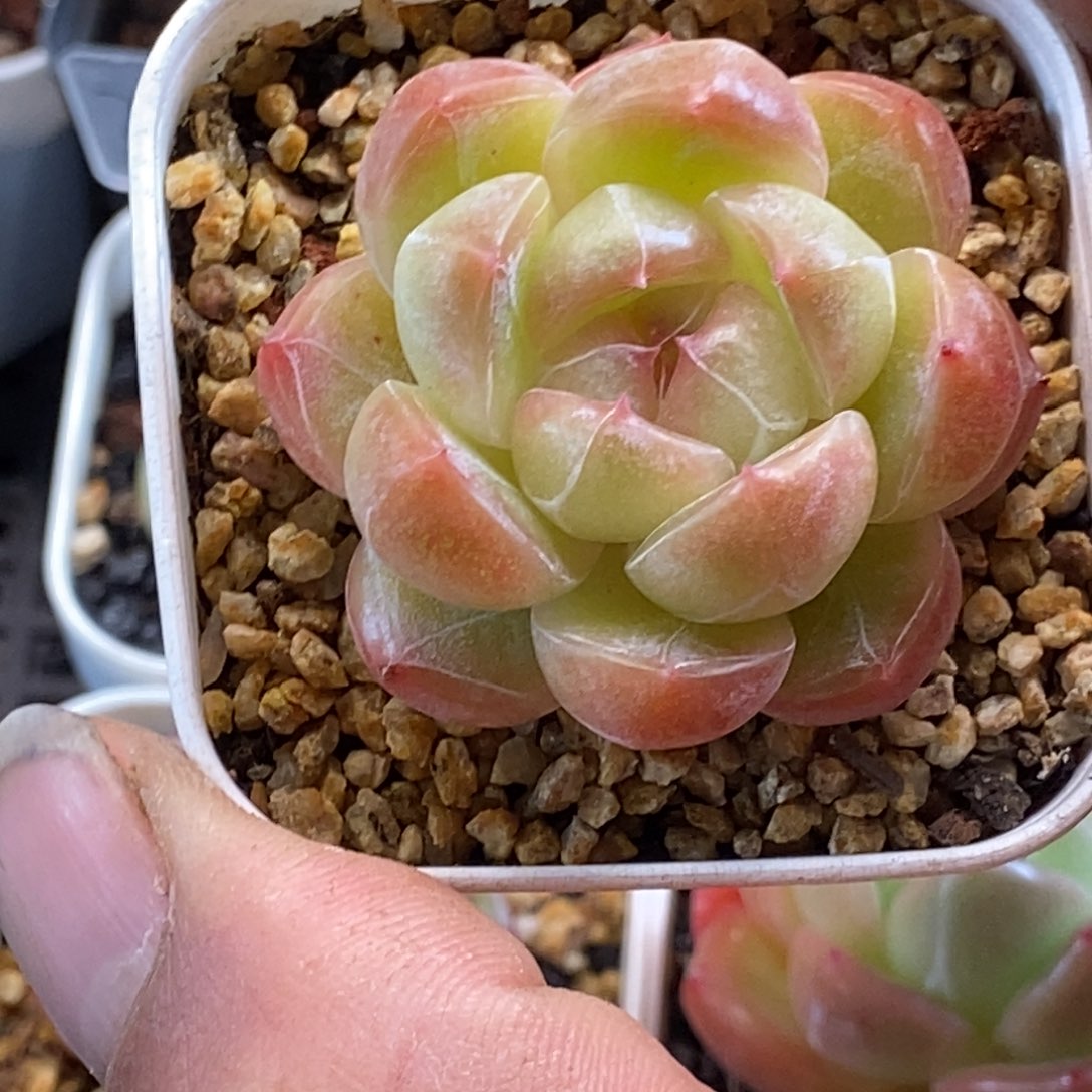 天官赐福百无禁忌