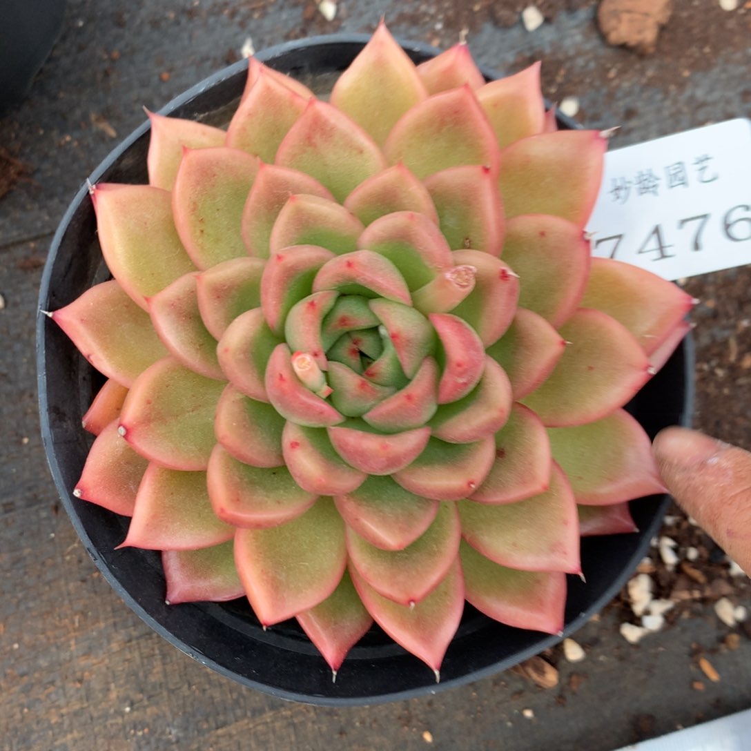 7476杂交多肉植物