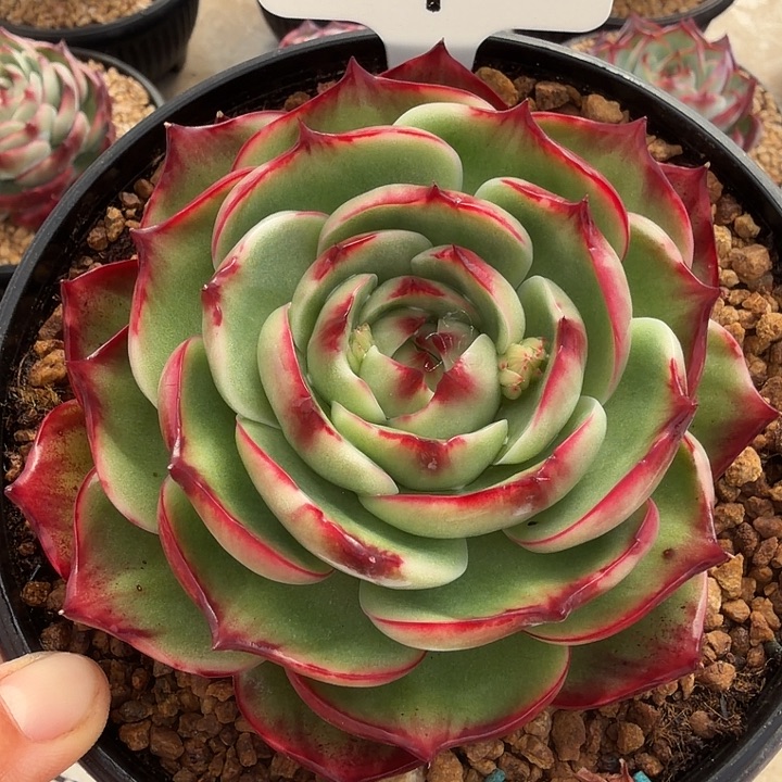 39号惊鸿仙子多肉