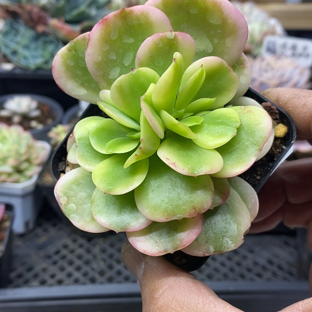 2247 红梅锦缀化 张开不包 需延时发货