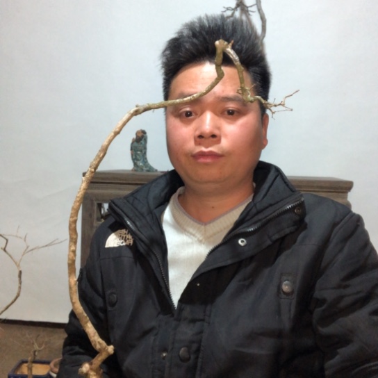 盆景素材盆栽绿植
