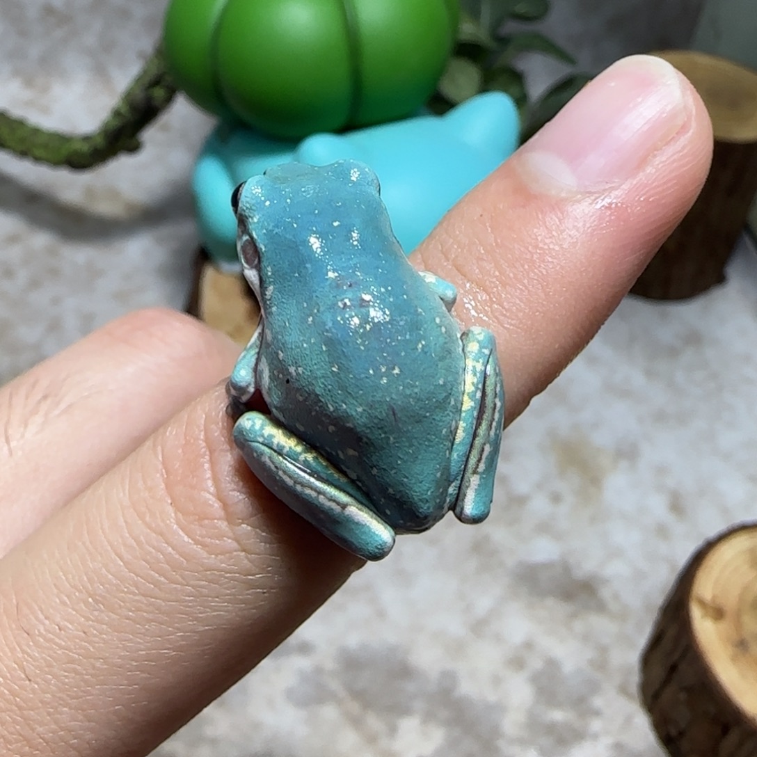 老爷树蛙7 魔鬼蓝微雪