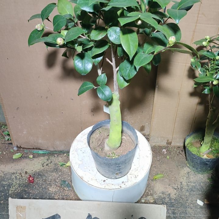 510宽彩带，原盆原土发货，不包邮