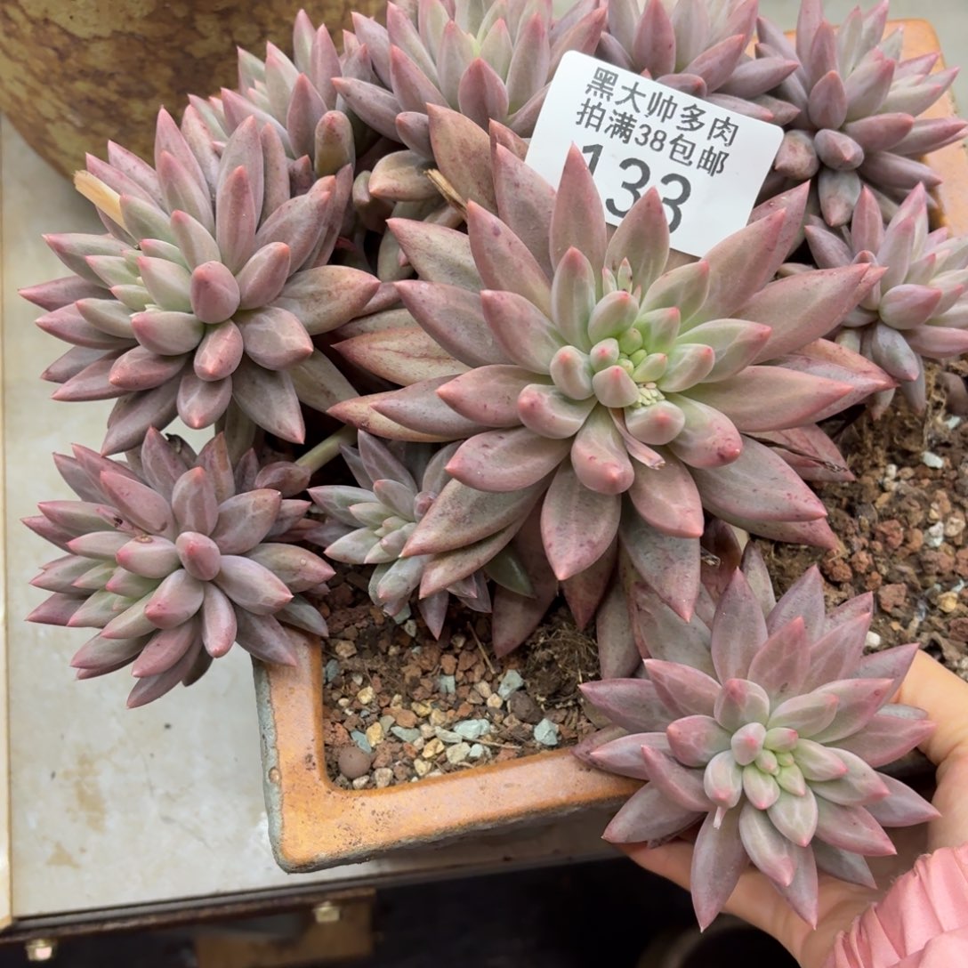 概***念黑大帅多肉133虞姬美人